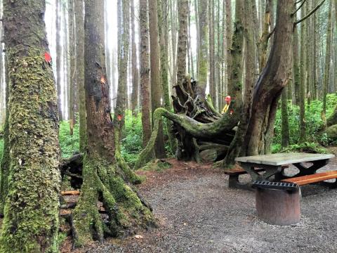 Campsite Danger Tree Assessment