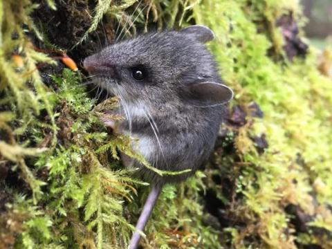 Deer Mouse on Douglas Fir Tree