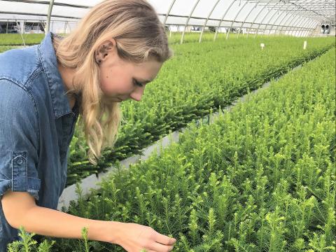 Checking our seedlings at Sylvan Vale Nursery