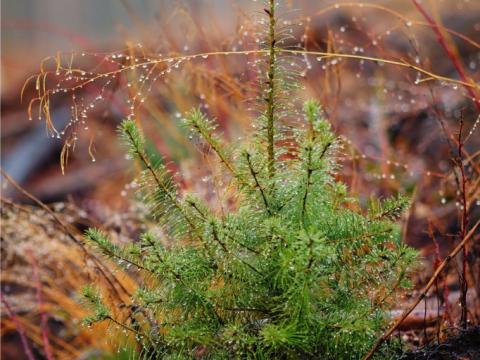 Sustainability - Douglas Fir Seedling