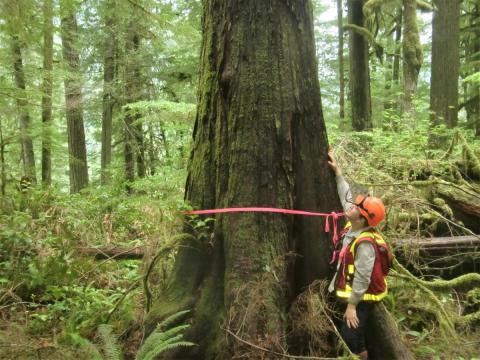 Marking monumental Western Red Cedars