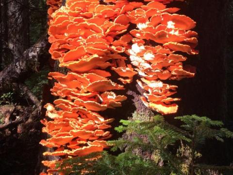 Chicken of the Woods